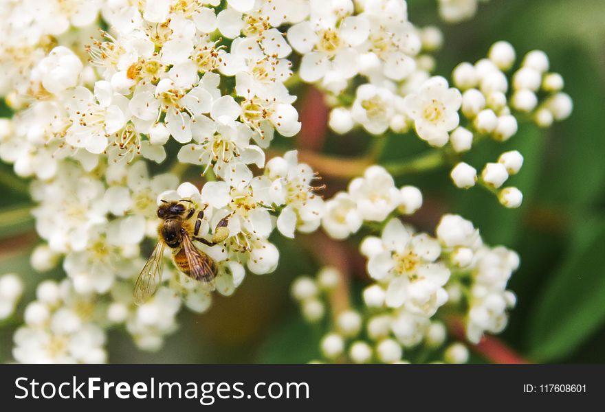 Tilt Shift Lens Photography of Bee on White Flower