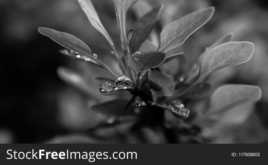 Grayscale Photo of Plant