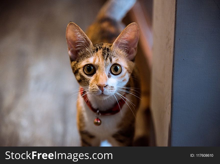 Closeup Photography of Brown Tabby Cat With Bell on Neck
