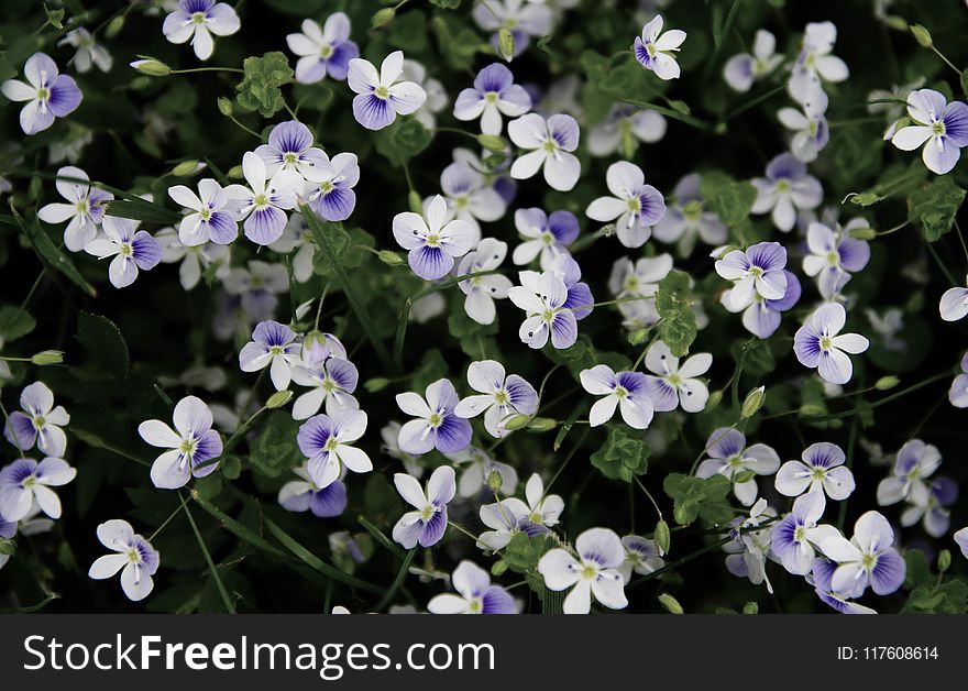 White and Purple Petaled Flowers