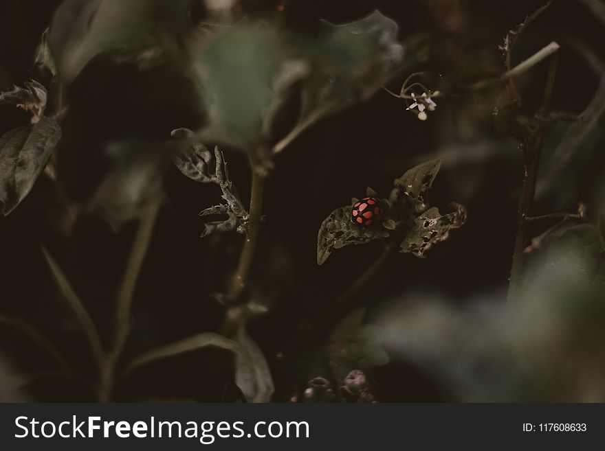 Ladybird Perched on Vegetation Leaves