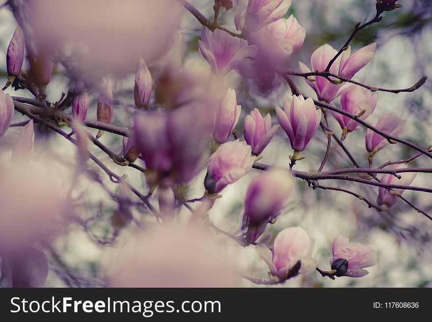 Close-up Photography of Magnolia Flowers