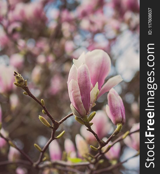 Close-up Photography of Magnolia Flowers