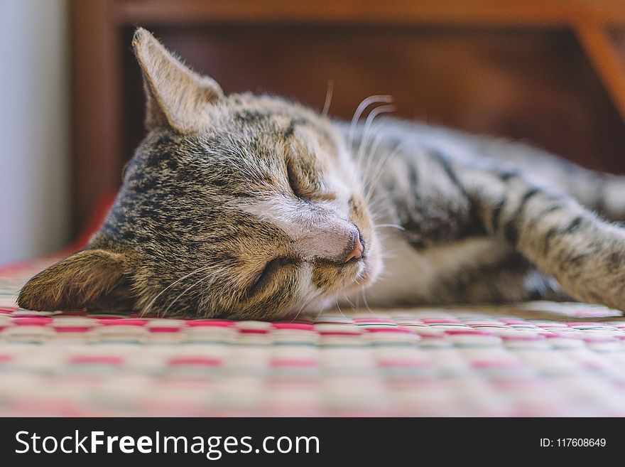 Selective Focus Photography of Gray Tabby Kitten
