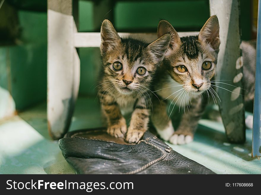 Two Brown Tabby Kittens