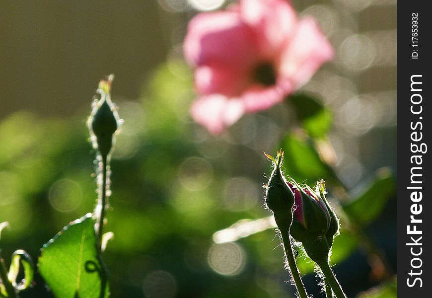 Rosebuds with pink flower and blurry background