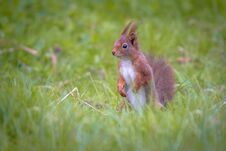 Red Squirrel Looking In Lawn Stock Photo Red Squirrel Looking In Lawn Stock Photo