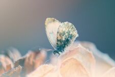 Free Little White Ballerina Stock Photography - 117669072