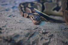 Python Snake On Rocks Stock Photography