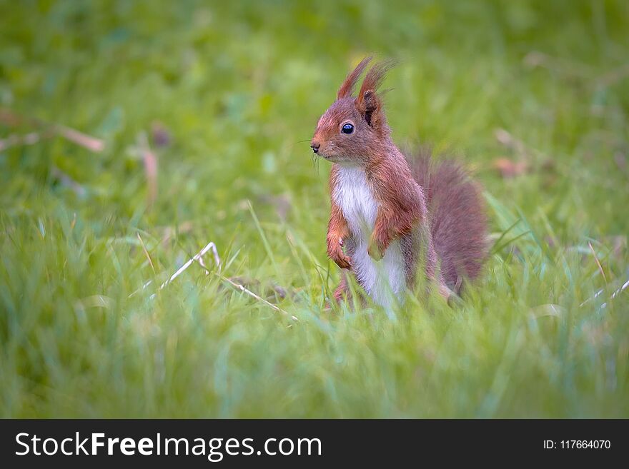 Red squirrel looking in lawn