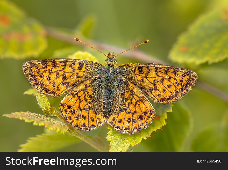 Cranberry Fritillary (Boloria aquilonaris) warming wings in morning sun. This is a critically endangered species of butterfly in the Netherlands. Cranberry Fritillary (Boloria aquilonaris) warming wings in morning sun. This is a critically endangered species of butterfly in the Netherlands