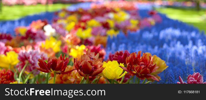 Flowerbeds with yellow, blue and red tulips. Park with flowers Keukenhof in the spring. Holland. Banner. Background