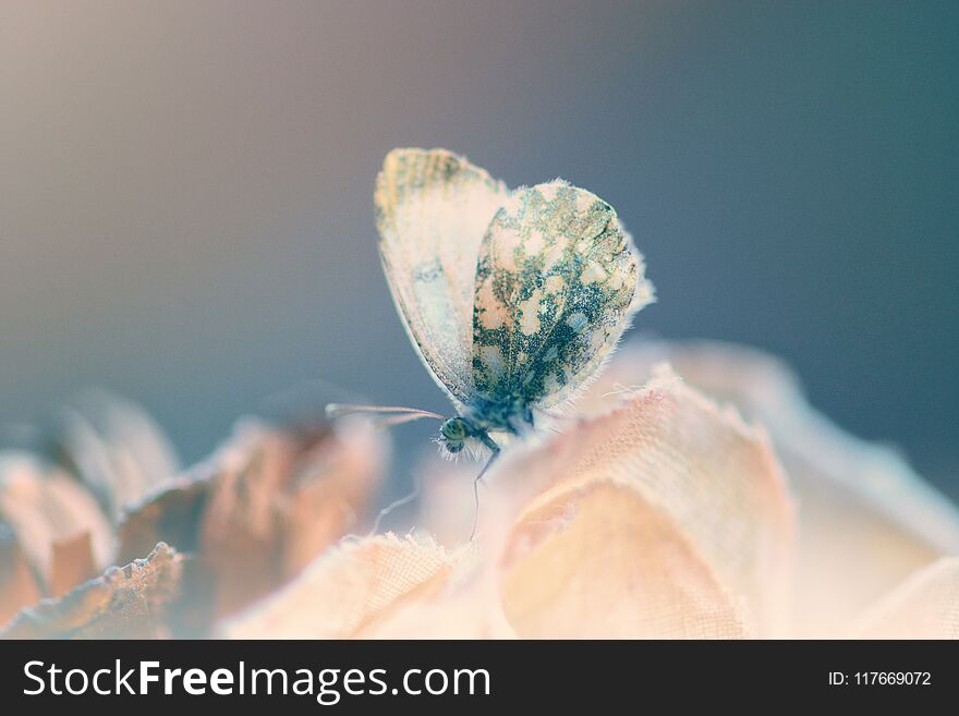 Small white butterfly on a textile flower beautiful pattern. Small white butterfly on a textile flower beautiful pattern