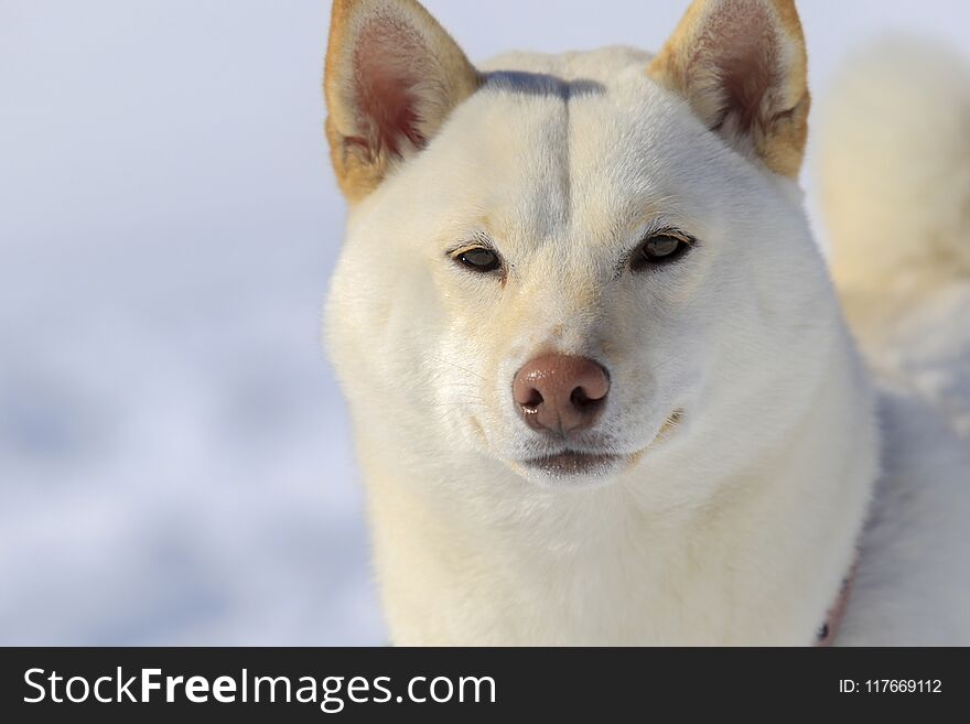 The dog from the mountains, nice dog , he can desappear in the snow, adventure friends, powder friend, winter time. The dog from the mountains, nice dog , he can desappear in the snow, adventure friends, powder friend, winter time