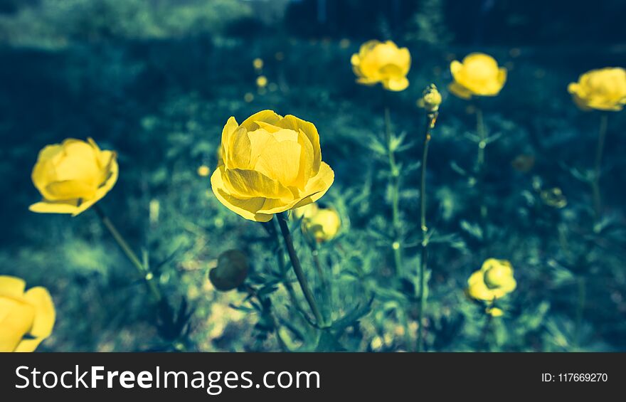 Group Of Trollius Flowers On Meadow.