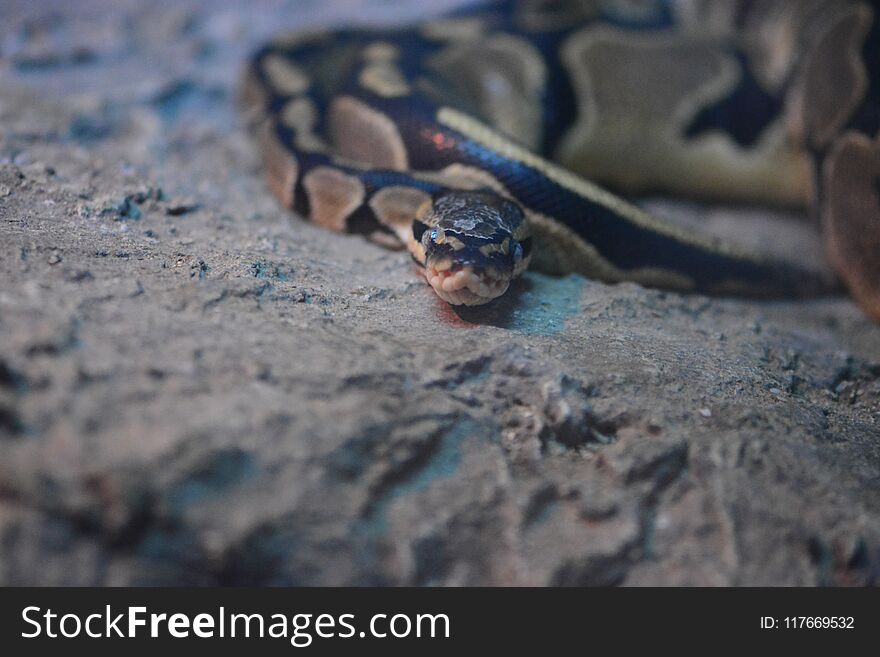 Brown Python snake on rocks