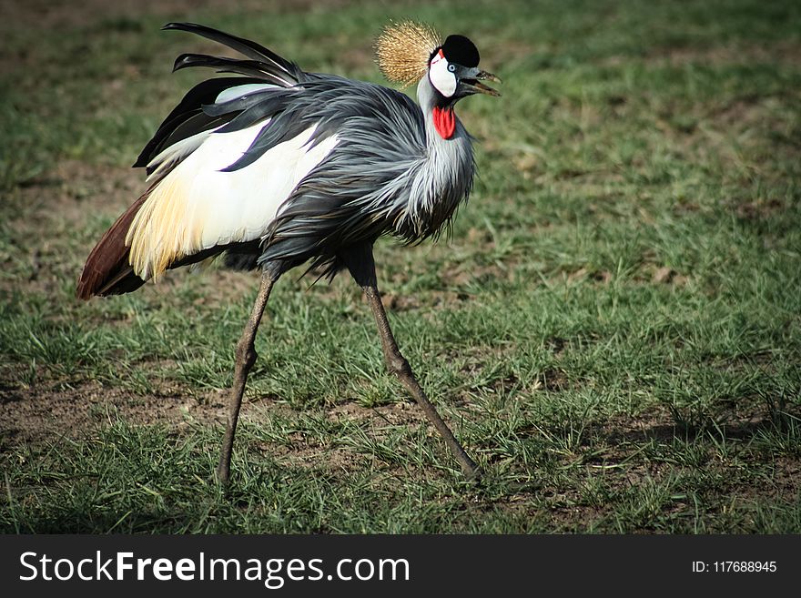 Photo Of Black, White, And Brown Crane Bird