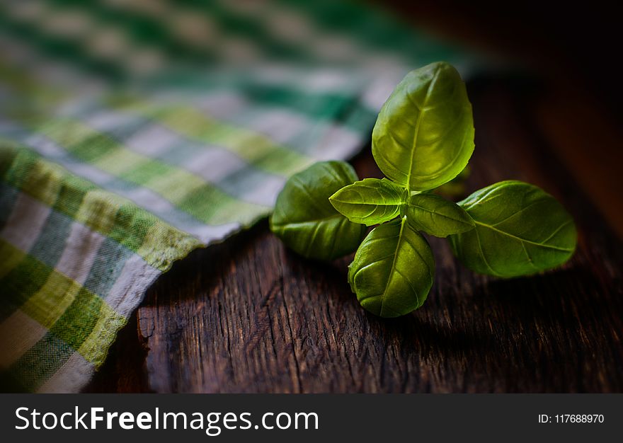 Shallow Focus Photography of Green Leaves