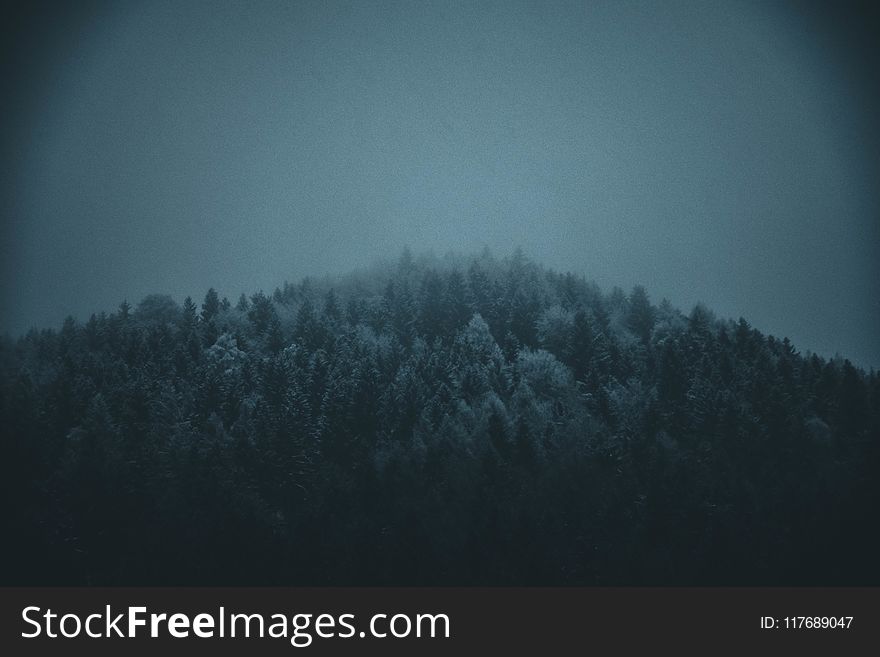 Icy Pine Trees