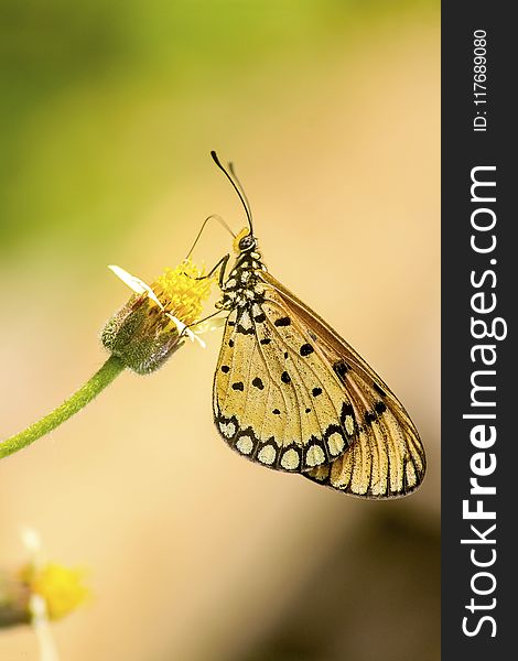 Close-up Photography of Butterfly