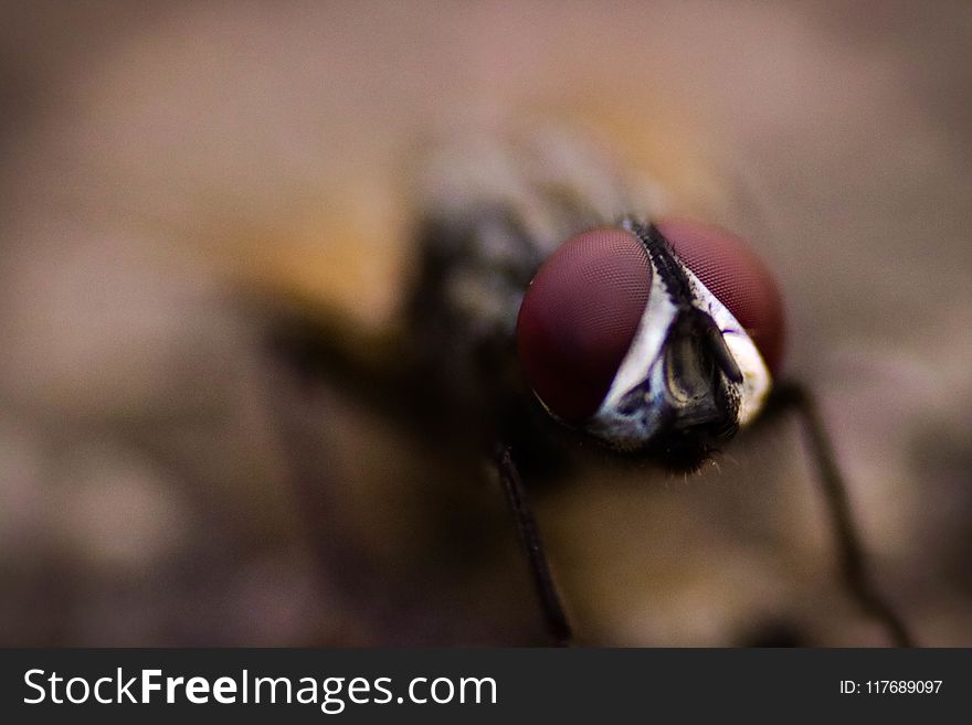 Close-up Photography of Fly
