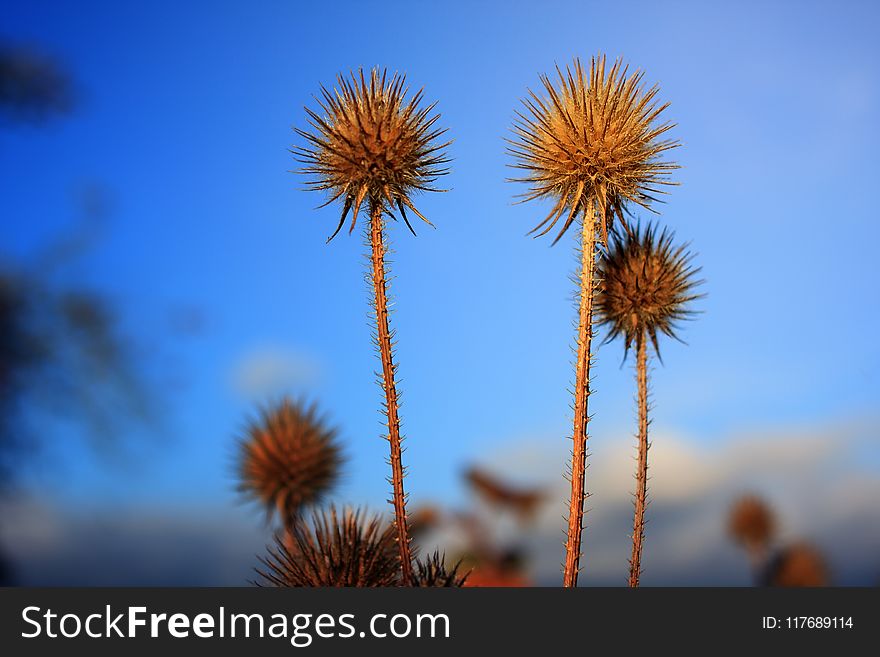 Selective Focus Photography of Spikey Brown Plants
