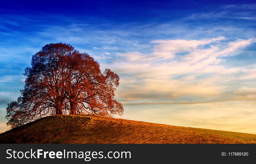 Tree on Top of Hill Under Blue Sky