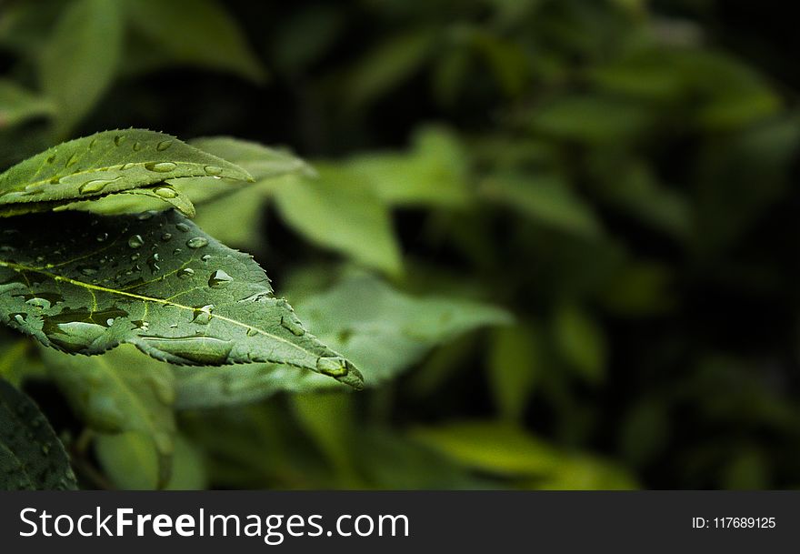 Macro Photography of Water Dew on Green Leaf Plant