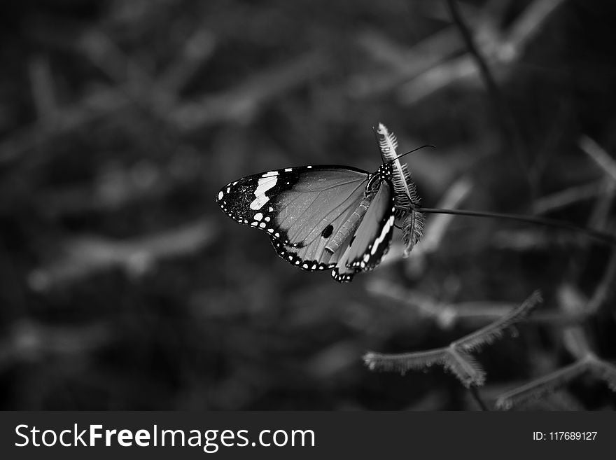 Greyscale Photo of Queen Butterfly on Flower