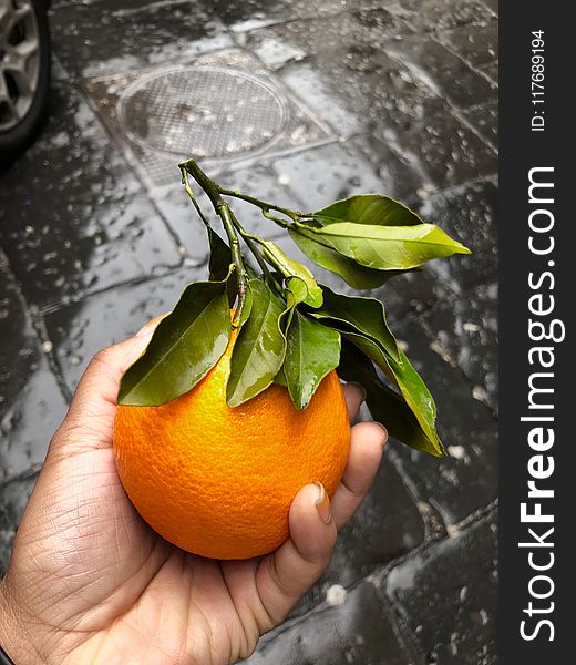 Person&#x27;s Hand Holding Orange Fruit
