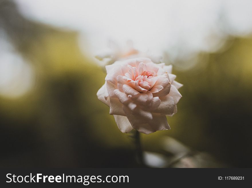 Selective Focus Photo of Pink Rose Flower