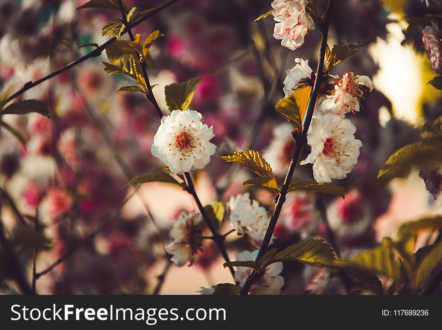 Photo of White Flowers