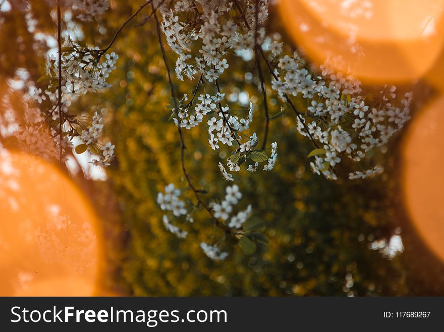 Shallow Focus Photography Of White Flowers