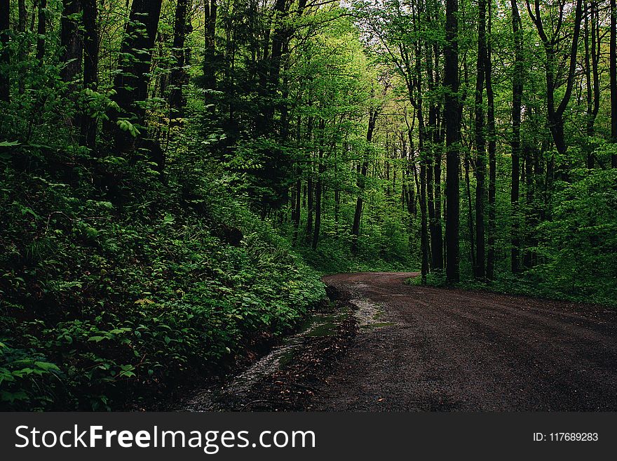 Green Leafed Trees Beside Road