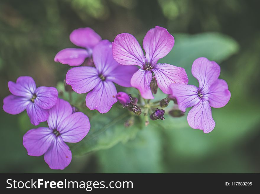 Photo Of Purple Petaled Flowers