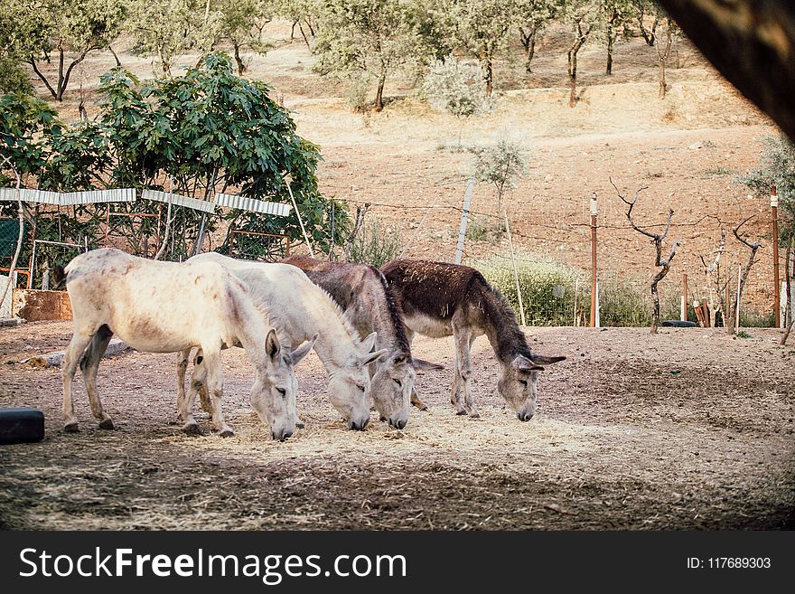 Two White and Two Brown Donkeys Near Plants