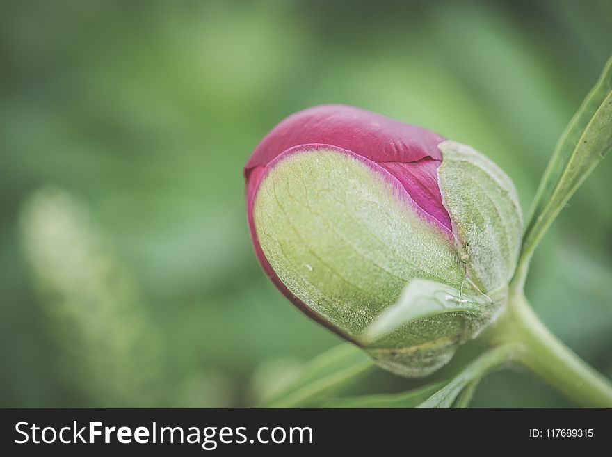 Selective Focus Photograph of Red Rose