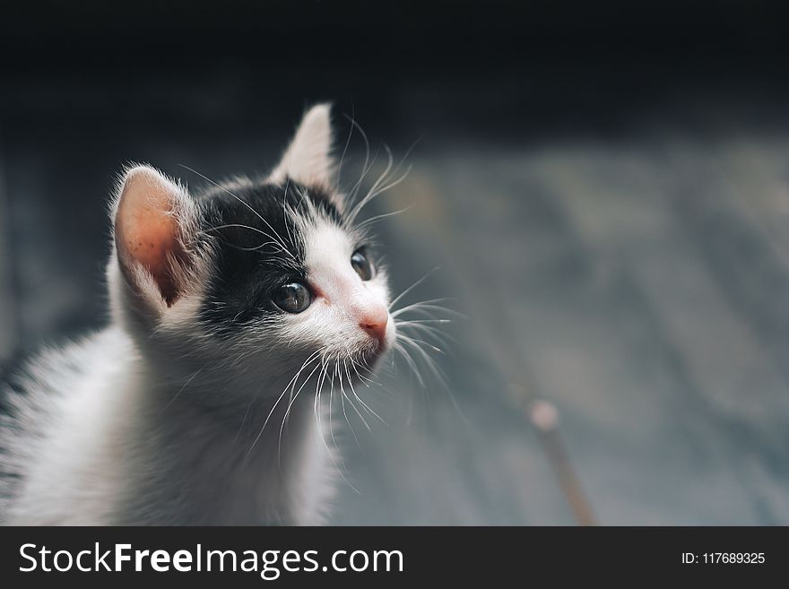 Depth Of Field Photograph Of White And Black Kitten