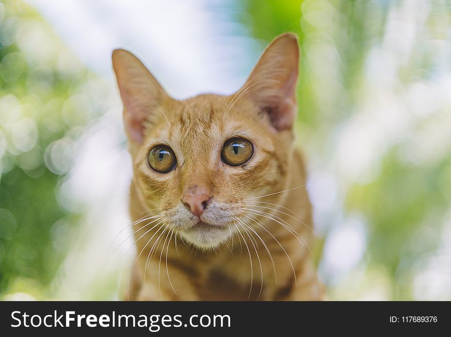 Selected Focus Photo of brown Tabby Cat