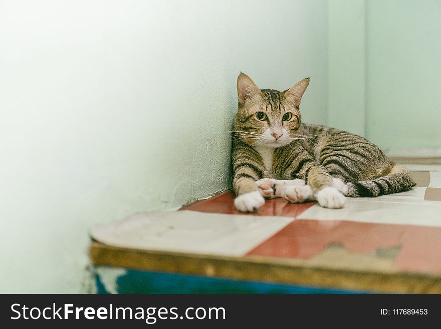 Adult Brown Tabby Cat Reclining on Table