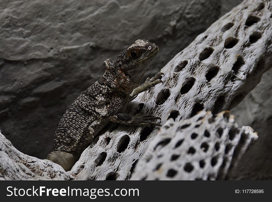 Fauna, Reptile, Scaled Reptile, Lizard