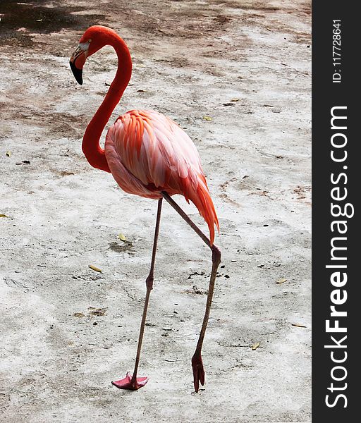 Flamingo, Bird, Water Bird, Beak
