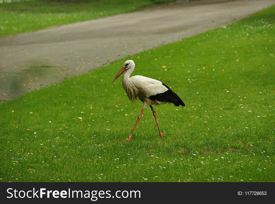 Bird, Stork, Ecosystem, Ciconiiformes