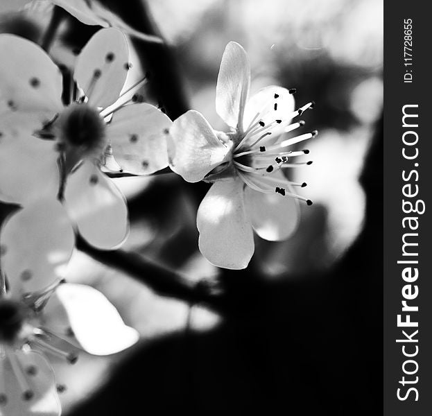 White, Black And White, Blossom, Monochrome Photography