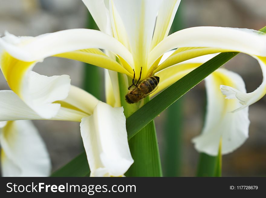 Flower, Yellow, Pollen, Lily