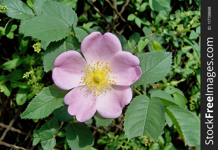 Flower, Rosa Canina, Rose Family, Flowering Plant
