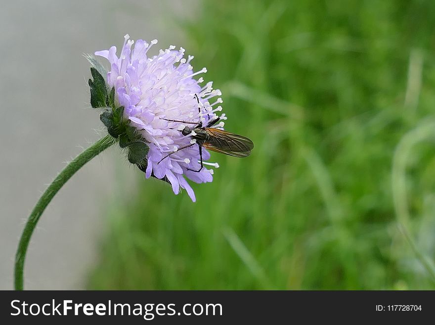 Insect, Flower, Nectar, Pollinator