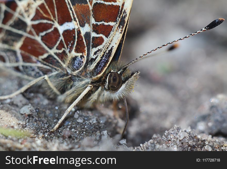 Insect, Invertebrate, Butterfly, Moths And Butterflies