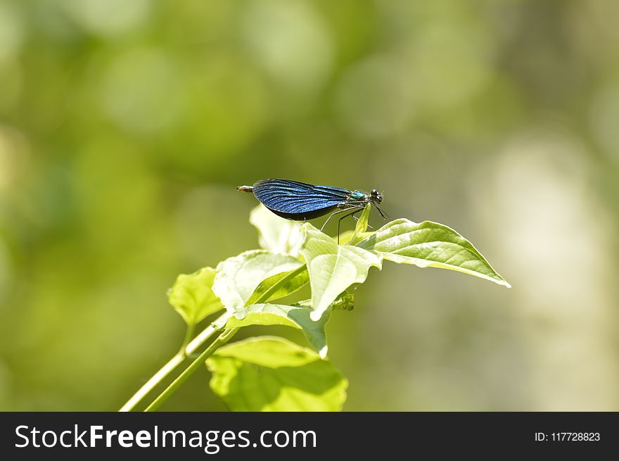 Bird, Insect, Butterfly, Leaf