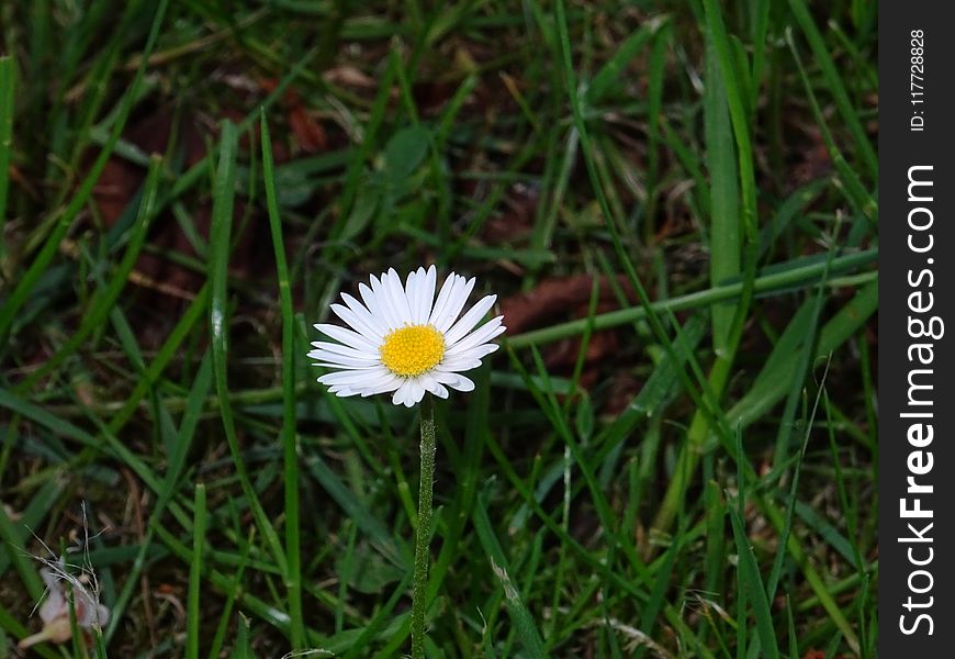 Flower, Flora, Plant, Grass